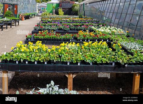 Flower Nursery Uk High Resolution Stock Photography and Images - Alamy