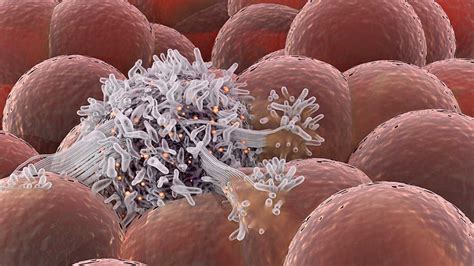 Novel 3D model provides new insight into how our body’s stem cells interact with breast cancer cells