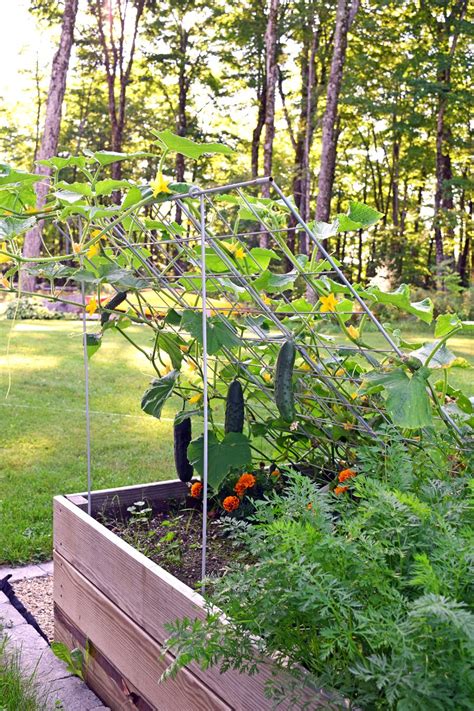 How to use a Cucumber Trellis. | Cucumber trellis, Trellis, Cucumber