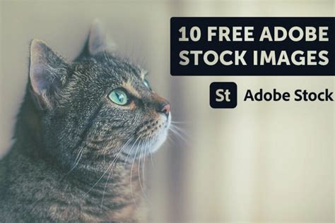 Get Adobe Stock Free Trial TODAY [2021 Guide]