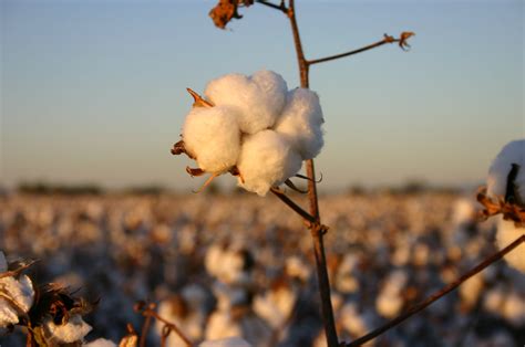 What you really need to know about cotton production - Britt's List