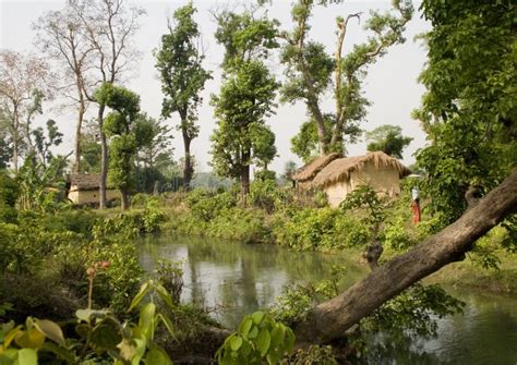 Thakurdwara Village, Bardia, Terai, Nepal Stock Image - Image of ...