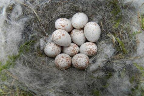 British Bird Egg Identification Chart | The Bird House