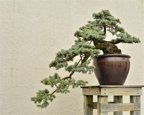 How to Grow and Care for Cedar Bonsai