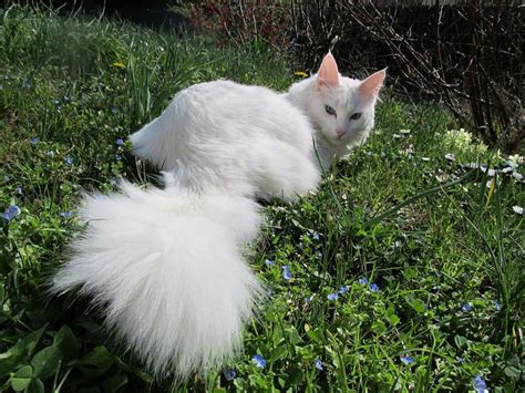 Chat Roux Et Blanc • Les plus belles photos par Bonjour Nature