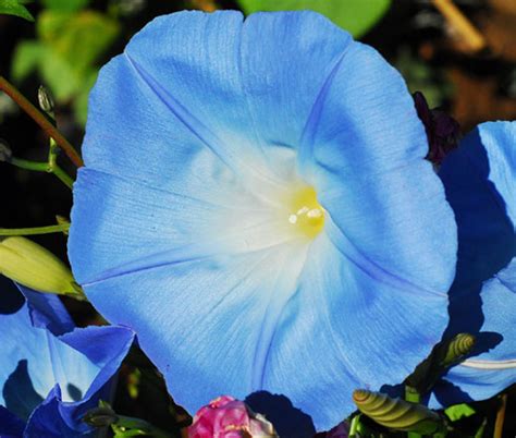 Morning Glory Heavenly Blue Ipomoea Tricolor Seeds