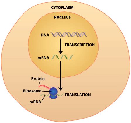 DNA Transcription Translation Synthesis Of Proteins The Alcohol 45738 ...