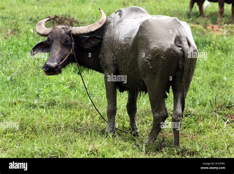 The Carabao or Bubalus bubalis carabanesis is a domesticated subspecies ...