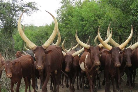 Experience the Ankole culture at Nshenyi Cultural Village - Venture Uganda