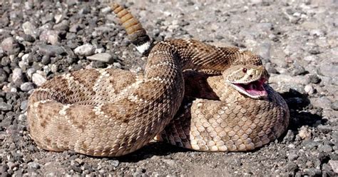 Photos: Rattlesnakes in Arizona