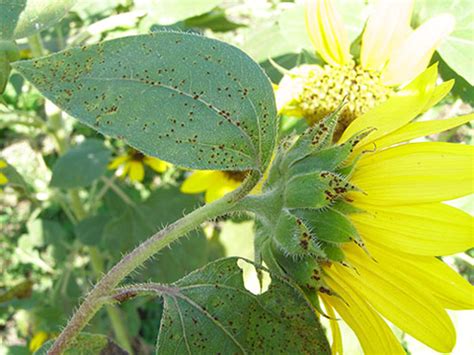 Rust in the flower garden | UMN Extension