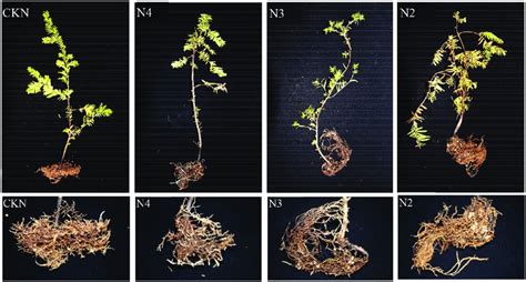 Growth of Taxus chinensis var. mairei seedlings and their roots under ...