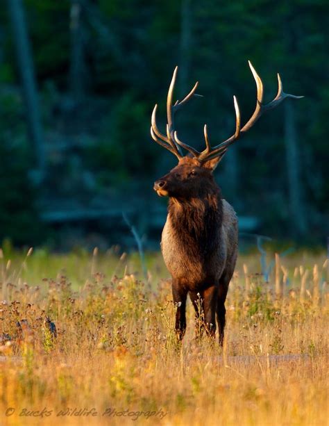 Amazing Wildlife Photography by Buck Shreck — Photography Office