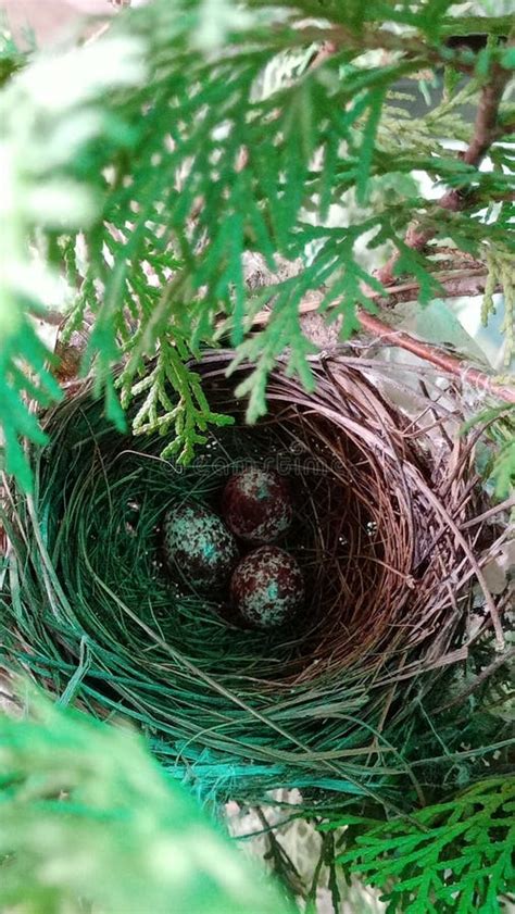 Egg Bulbul Bird in Nest after Eight Days Stock Image - Image of bulbuls, bird: 230195061