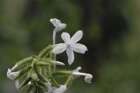 Plumbago zeylanica L. | Plants of the World Online | Kew Science