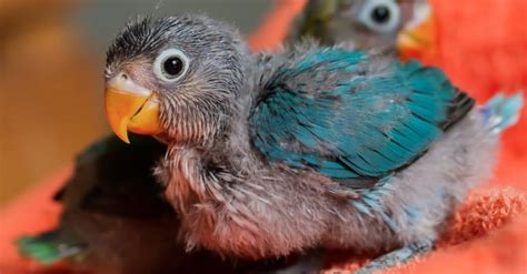 Baby Parrot - A-Z Animals