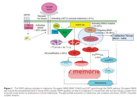 BRAF | Melanoma Research Foundation