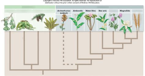 Seed Plant Phylogeny Diagram | Quizlet