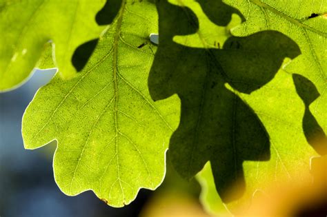 Green Leaves Free Stock Photo - Public Domain Pictures