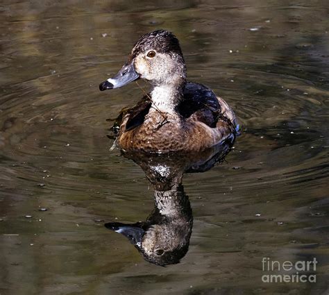 Duck Reflection Painting by Sue Harper - Fine Art America