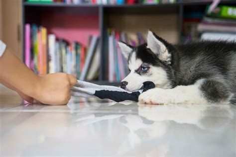 Your Dog Ate a Sock — What to Do Next