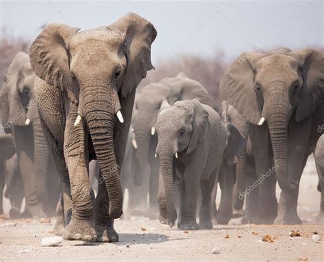 Elephant herd — Stock Photo © JohanSwanepoel #3973274