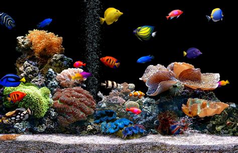 3D Aquarium Screensavers Wallpaper | Free HD Wallpapers