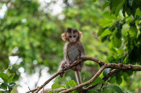 Cute Baby Monkey on tree in forest . Animal conservation and protecting ecosystems concept ...