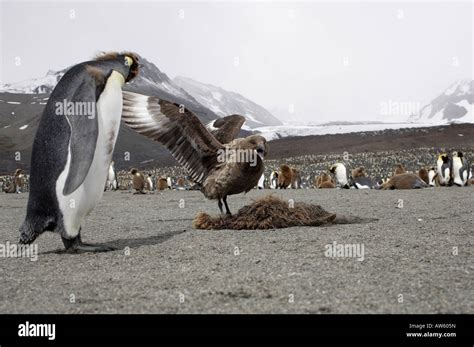 Skua penguin hi-res stock photography and images - Alamy