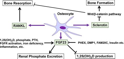 Osteocytes Diagram