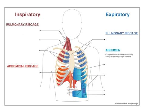 muscles of respiration Diagram | Quizlet