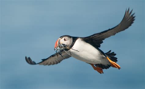 Living on Earth: The Puffin Project