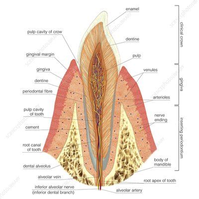 Structure of incisor tooth, artwork - Stock Image - C021/2396 - Science ...