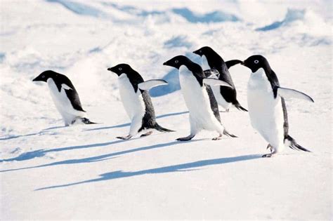 New bird flu infects Antarctic penguins