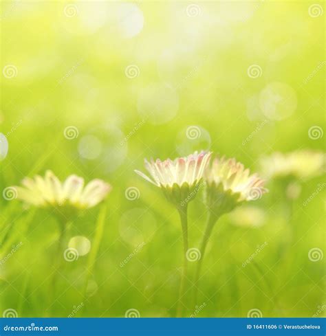 Daisies in grass stock photo. Image of daisies, blooming - 16411606