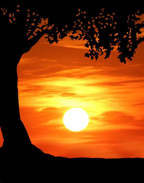 Tree Sunset Silhouette Free Stock Photo - Public Domain Pictures