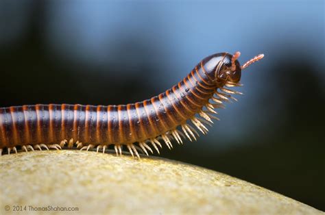 Millipede - Belize | Thomas Shahan | Flickr