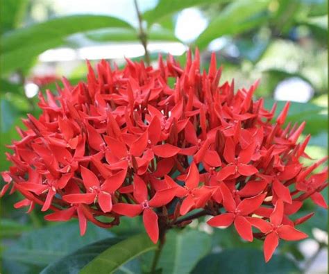 Ixora Dwarf Red | Troy's Tropics: Retail Plant Nursery, Landscaping and Irrigation | Sarasota, FL