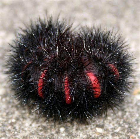 Caterpillar Brown Black at Danny Lyon blog