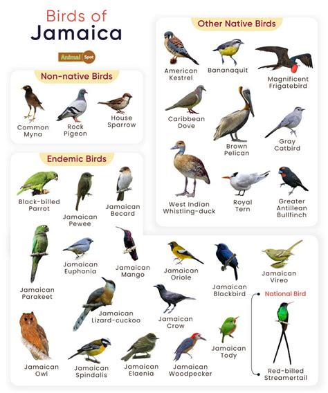 List of Birds Found in Jamaica with Pictures