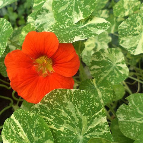 Edible Flowers Organic Variegated Nasturtium Tropaeolum Majus Alaska - 25 Seeds