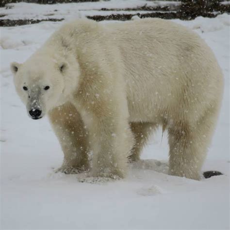 Churchill Polar Bear Photo | Churchill Polar Bears