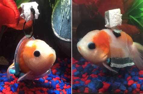 Disabled Goldfish Gets Custom Underwater “Wheelchair” – YBMW