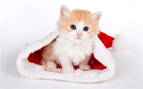 Cute cat in Santa hat, cat with santa hat HD wallpaper | Pxfuel