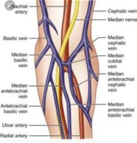 Phlebotomy Veins Diagrams - Wiring Diagram Pictures