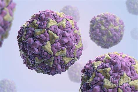 Human Rhinovirus Photograph by Science Picture Co - Fine Art America