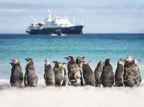 Falkland Islands wildlife | Oceanwide Expeditions