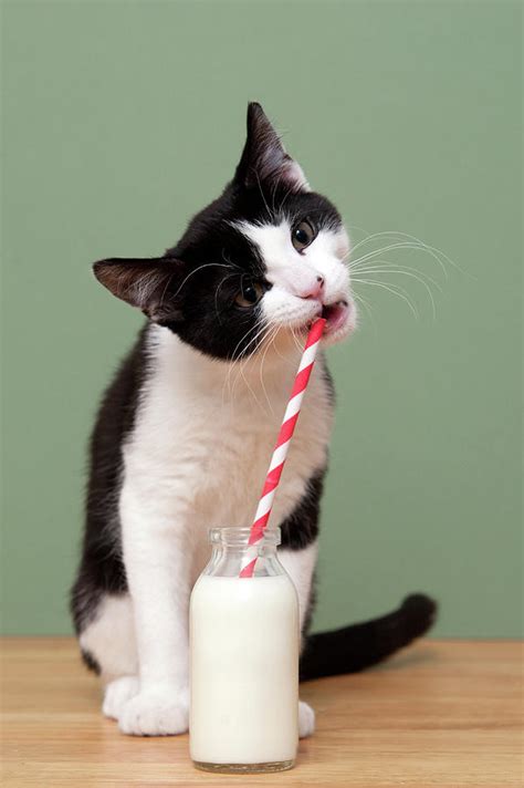 A Cat Drinking Milk From A Straw In A by Ben Queenborough