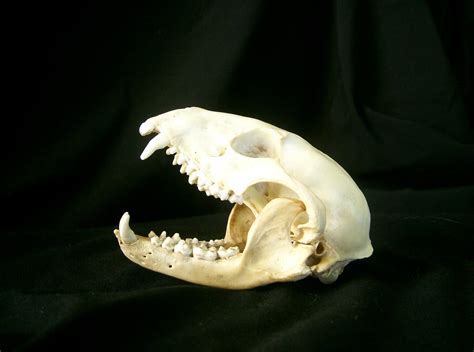 raccoon 02: skull by cyborgsuzystock on DeviantArt