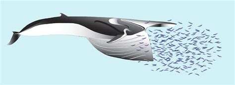 'Lunge feeding' fin whale's oral cavity, nerves elastic, scientists find - The Japan Times